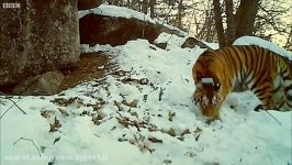 ببر سیبری ، موهبتی برای سایر جانوران در زمستان سیبری