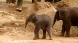 لگد بی رحمانه مادر به بچه فیل نگون بخت