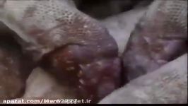خوردن دردناک گوزن زنده توسط اژدهای کومودو