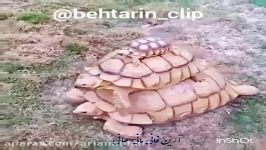 سوبله باحال