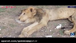 حمله آل سعود وحشی به حیوانات باغ وحش