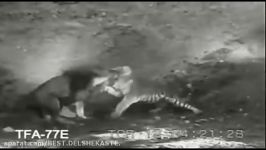 از 6 شیر نر برای شکست ببرماده در فیلم responce استفاده
