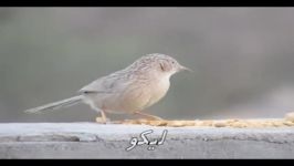 Common Babbler لیکو