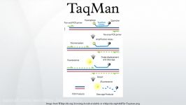 Taqman PCR Roche