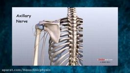 TV 16 shoulder physiotherapy  rotator caff injuries ف