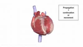 آناتومی فیزیولوژی قلب
