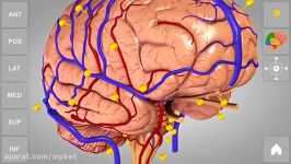 Brain 3D Atlas of Anatomy  App