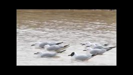 کلیپ فروی نیوز کوچ پرندگان به آبگیرهای شهر فرخی