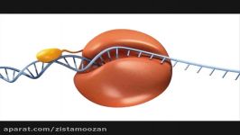 روش PCR