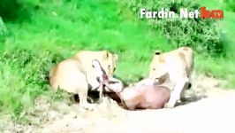 شکار گوزن کودو توسط ماده شیرها