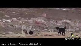 شکست 5 سگ شکاری در نبرد گرگ وحشی تنها