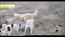درگیری جدال خونین گرگ تنها سگ های شکاری