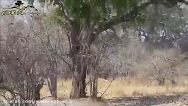 شکار عجیب تماشایی آهو توسط پلنگ زیرک چالاک