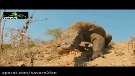 شکار بی رحمانه گوزن نر توسط اژدهای کومودو