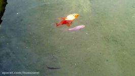 نجات ماهی قرمز توسط دو ماهی قرمز دوست