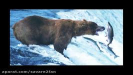 شکار ماهرانه ماهی های آزاد توسط خرس گریزلی غول پیکر