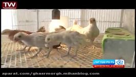 گزارش تلویزیونی پرورش مرغ خروس زینتی