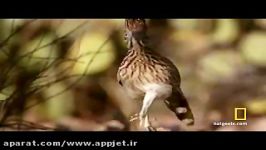 مار زنگی فاخته تگزاس رودرانر roadrunner