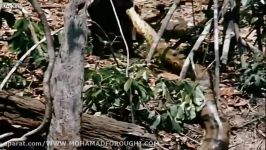 شکار مار عظیم الجثه پیتون توسط جگوار سیاه