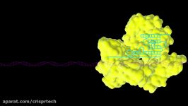 مکانیسم ویرایش ژن بوسیله فناوری CRISPR