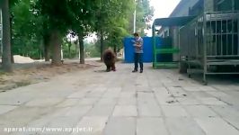 سگ ماستیف تبتی  پادشاه واقعی Tibetan Mastiff