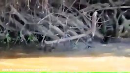 شکار تمساح توسط جگوار در آب جدید شکار لحظه ها