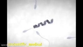 رباتی کوچک برای کمک به اسپرم برای رسیدن به تخمک