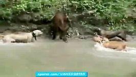 جنگ نبرد دیدنی بین گَله سگ های بولداگ گراز جنگلی