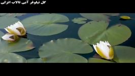گل نیلوفر آبی تالاب انزلی استان گیلان