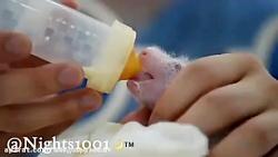 شیر دادن به نوزاد تازه متولد شده پاندا