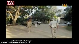 شیر نر گورکن عسل خوار