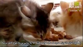 معرفی نژادهای گربه  سایبرین گربه سیبری  Cat Breeds  Siberian زیرنویس فارسی