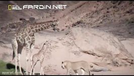 شکار وحشیانه تماشایی زرافه توسط گله شیرها