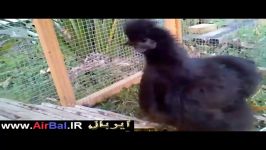 مرغ خروس نژاد ابریشمی،سیلکیSilkies Fowl