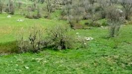 منده ترك  روستای باریكا  سردشت