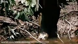 شکار مار عظیم الجثه پیتون توسط جگوار سیاه