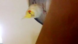 My cockatiel