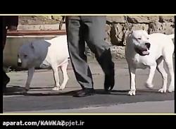 سگ داگو آرژانتینو