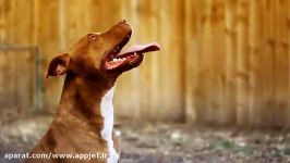 قدرت پرش سگ پیت بول  PIT BULL