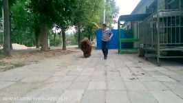 سگ ماستیف تبتی  پادشاه واقعی Tibetan Mastiff