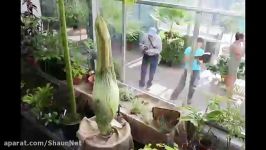 corpse flower یا گل مرده کمیاب ترین نمایشگاه گل وگیاه