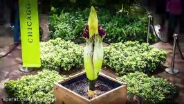 نمایش corpse flower یا گل مرده کمیابترین نمایش نیویورک