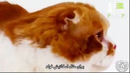 معرفی نژادهای گربه  آمریکن کورل  Cat Breeds  American Curl زیرنویس فارسی