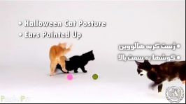 درک زبان بدن گربه ها  Learning Cats Body Language