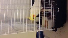 My cockatiel