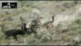 کشتن بی رحمانه گرگ متجاوز توسط گله گرگ های آلاسکا