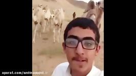 ضربه مغزی وحشتناک پسر عرب هنگام سلفی گرفتن شترها