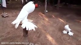 کبوتر دمنده بادکنکی Pouter Pigeon