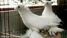 کبوتر بخارا جارچی TRUMPETER PIGEON