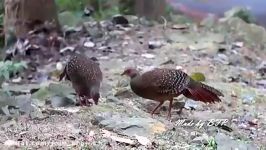 قرقاول سوین هوSwinhoe Pheasant